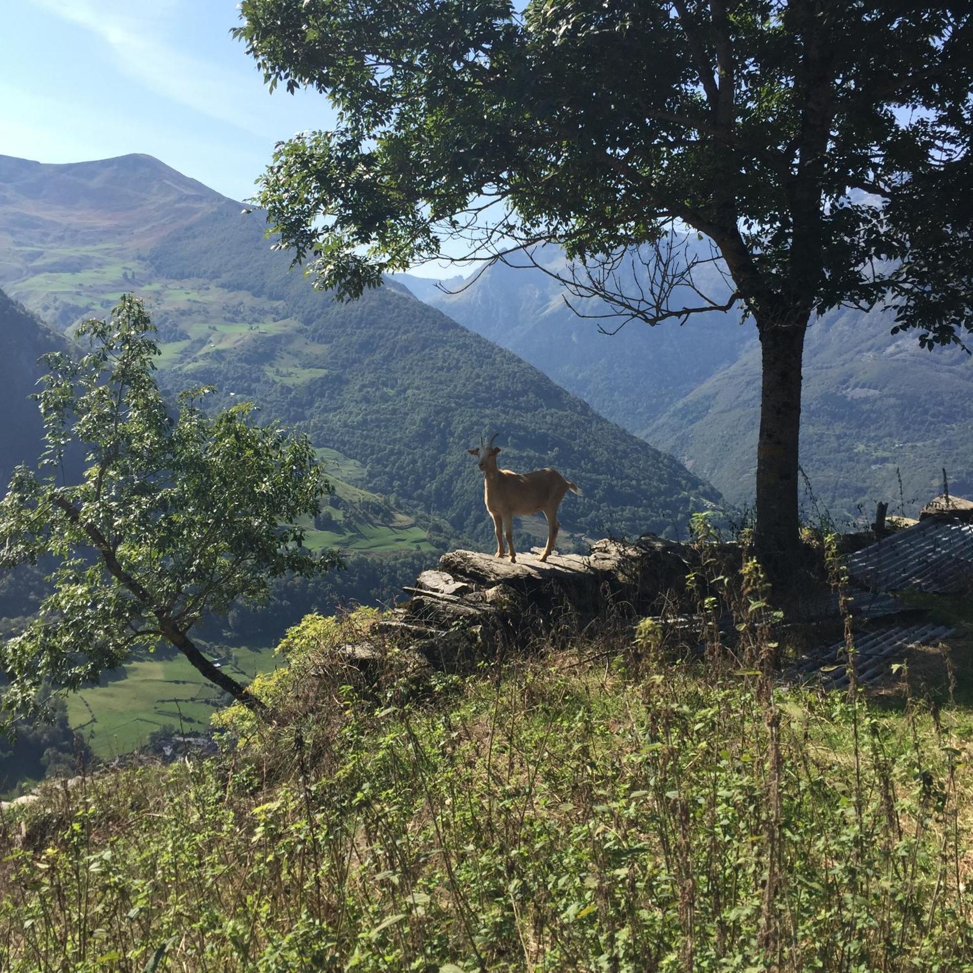 La Petite Maison Des Montagnes ลูซ-แซ็ง-โซเวอร์ ภายนอก รูปภาพ
